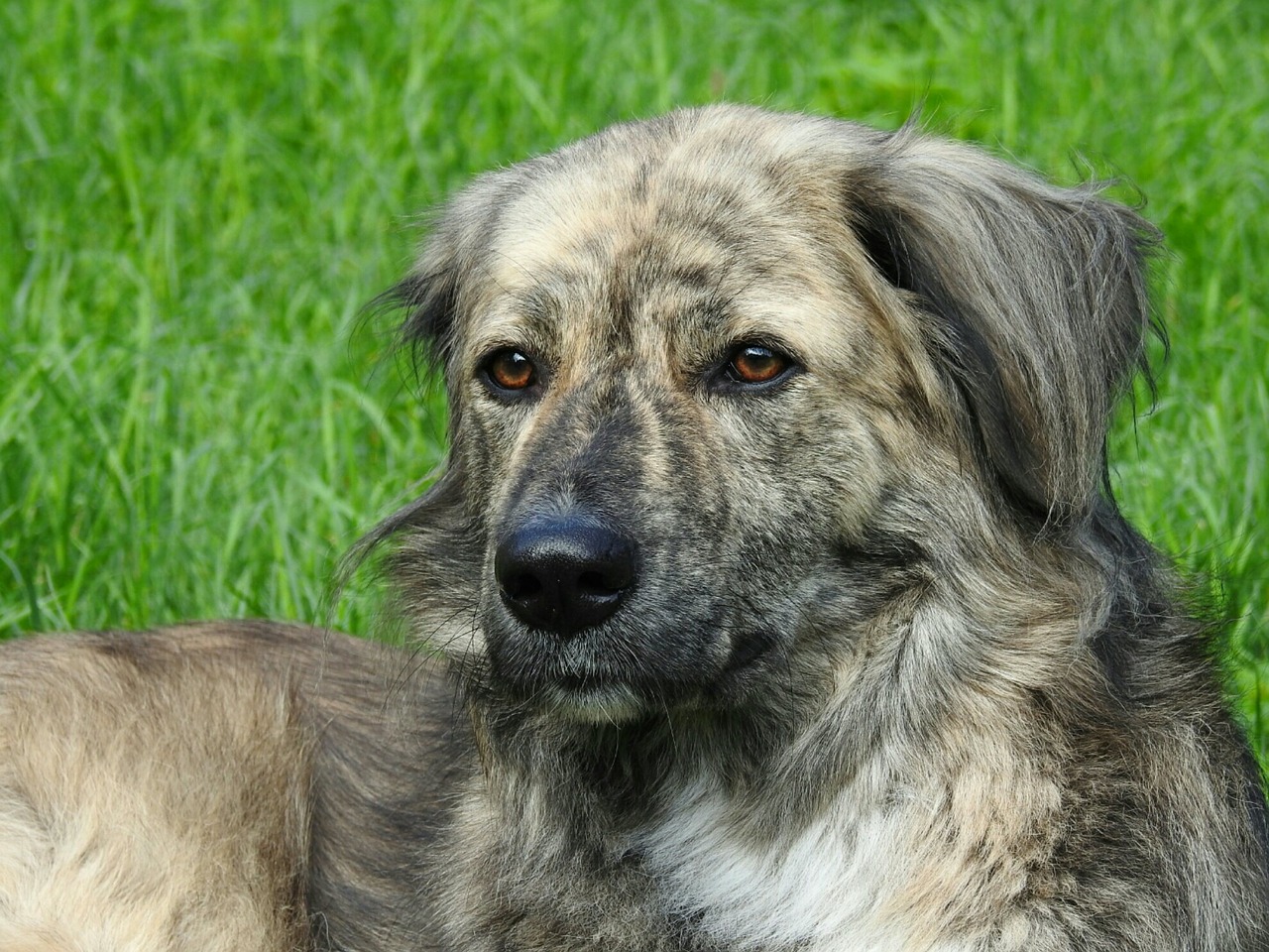 dog dog head meadow free photo