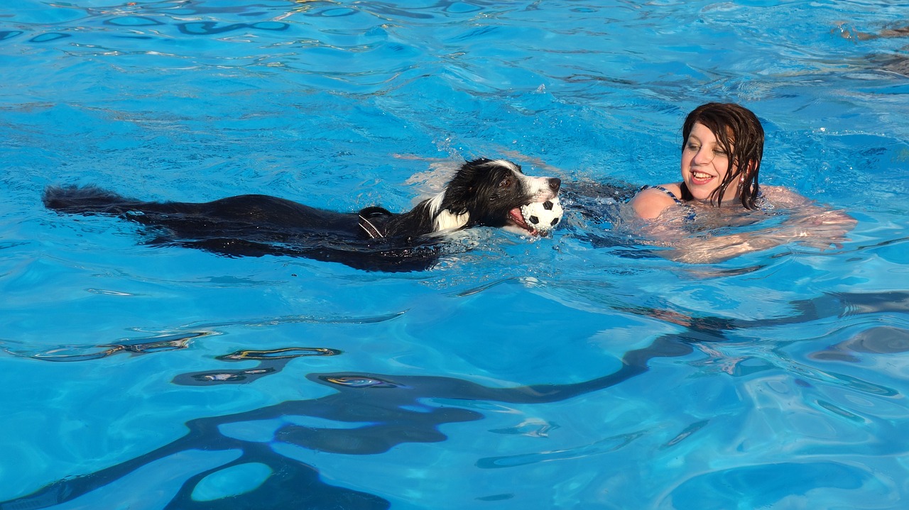 dog swimming swimming pool free photo