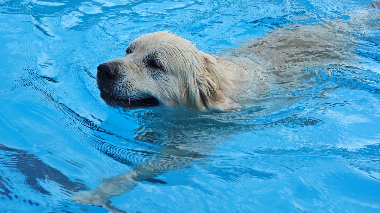 dog swimming swimming pool free photo