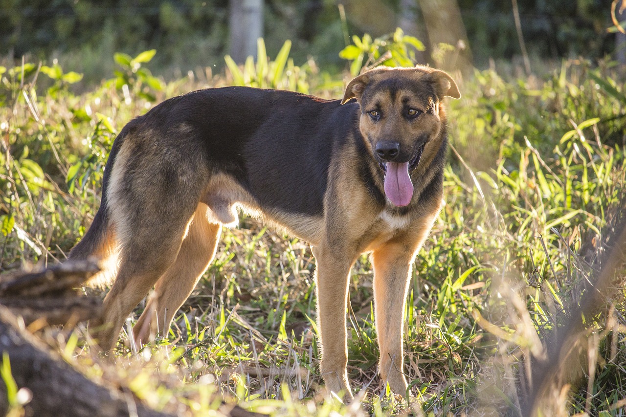 dog german shepherd animals free photo