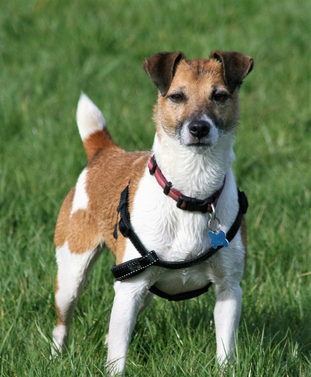 dog pet terrier free photo