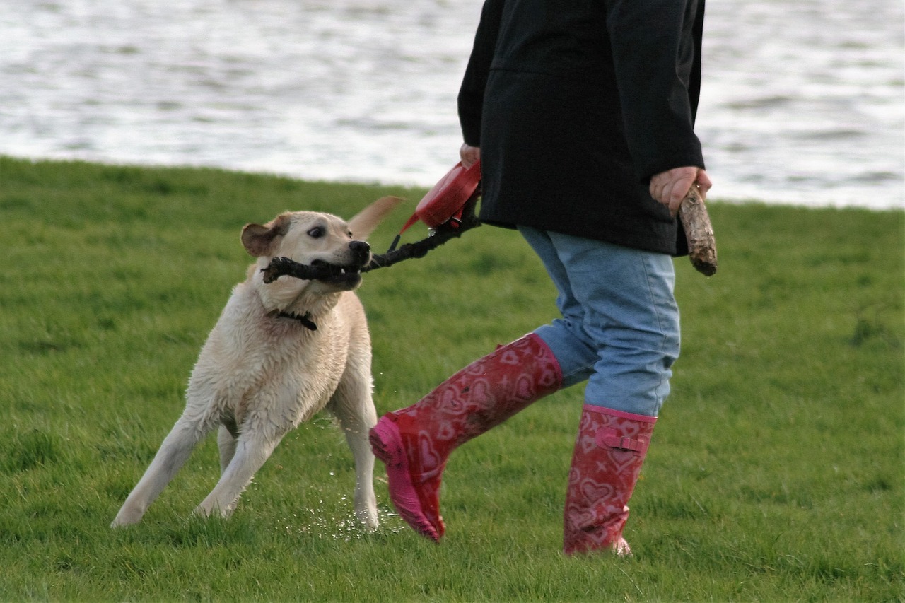 dog pet play free photo