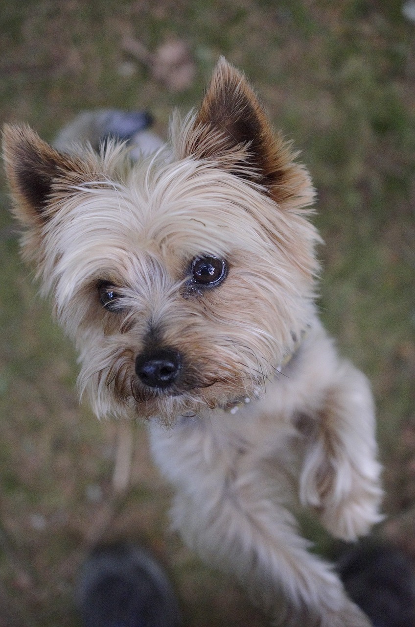 dog yorkshire terrier little dog free photo