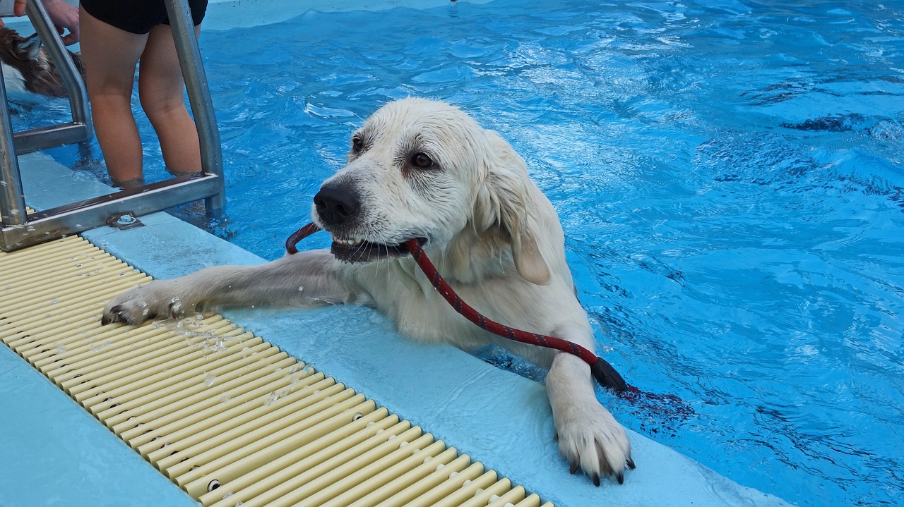 dog swimming swimming pool free photo