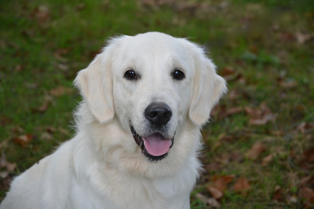 dog bitch golden retriever free photo