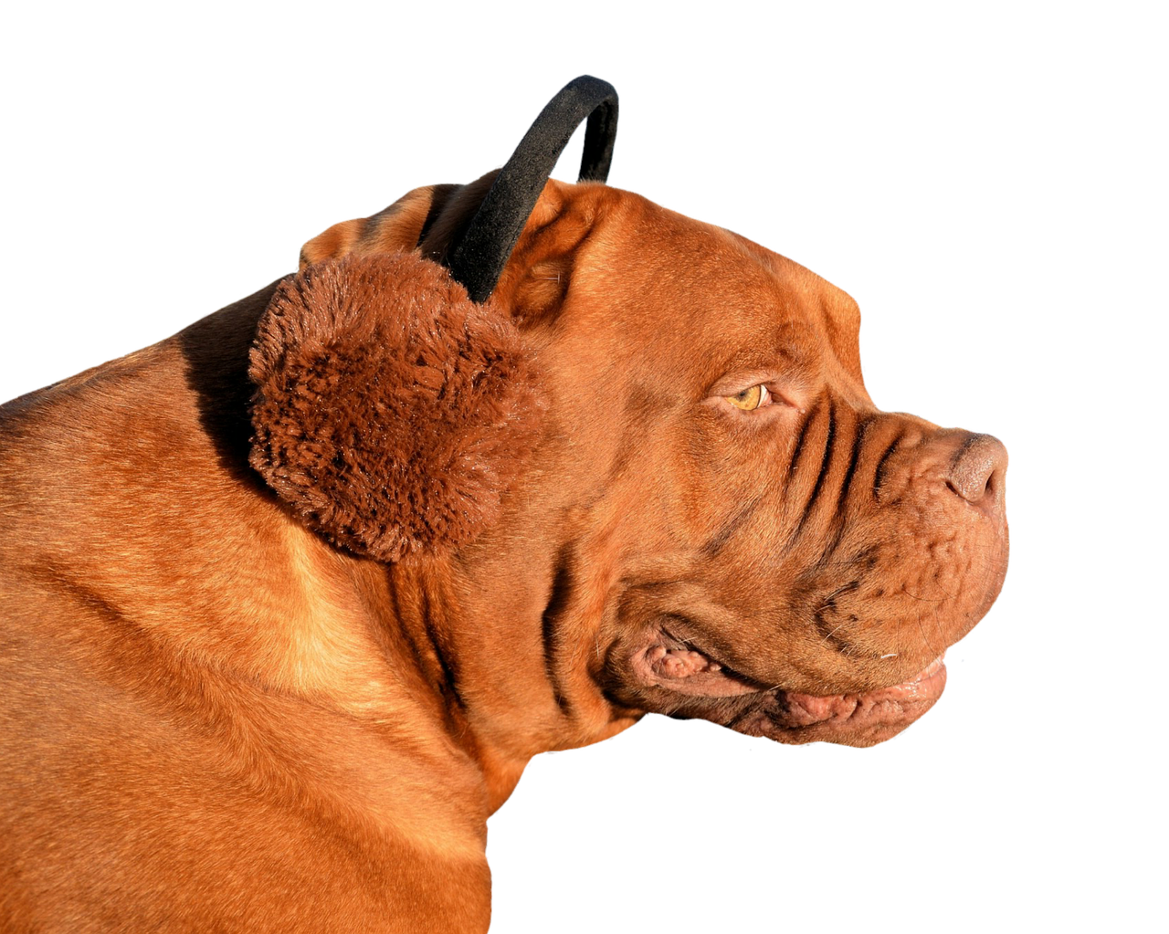 dog ear warmer funny free photo