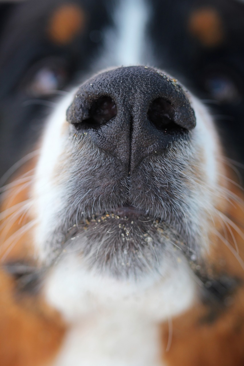 dog nose dog nose free photo