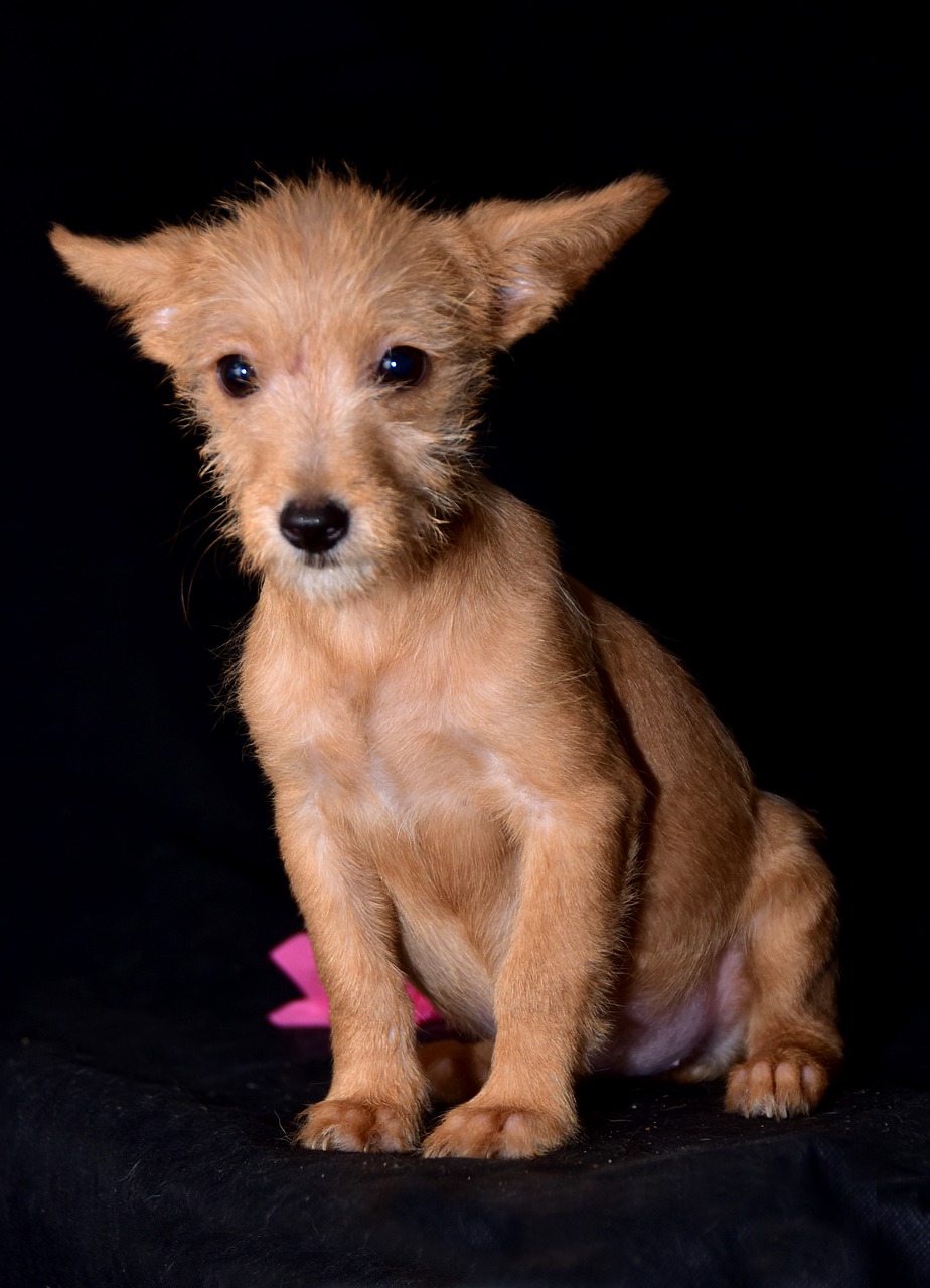 dog happy portrait free photo