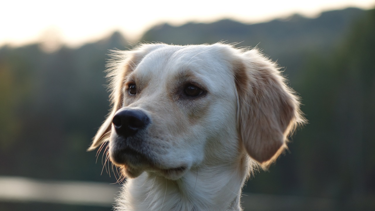 dog golden retriever animal free photo