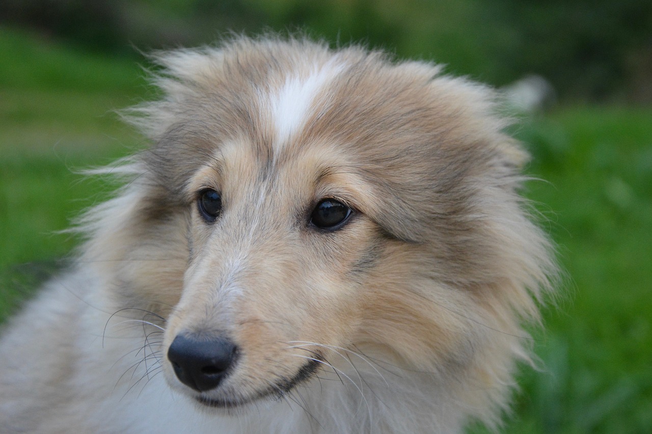 dog puppy young female free photo