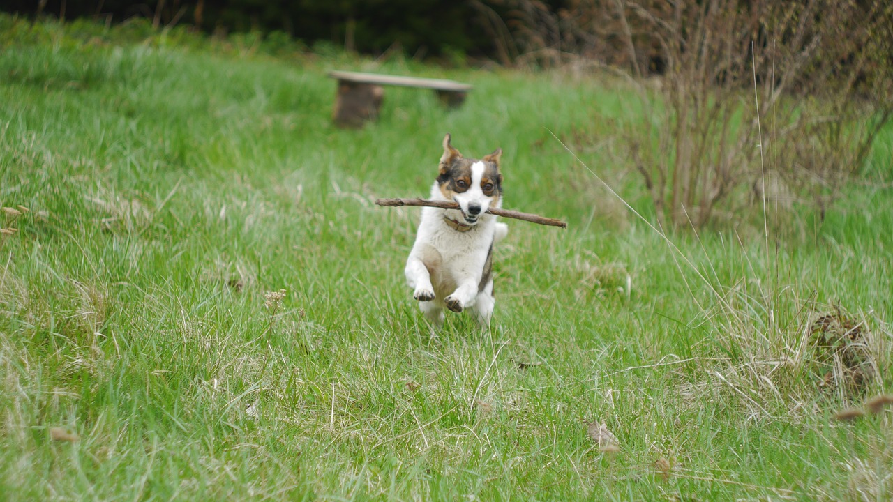 dog garden lawn free photo