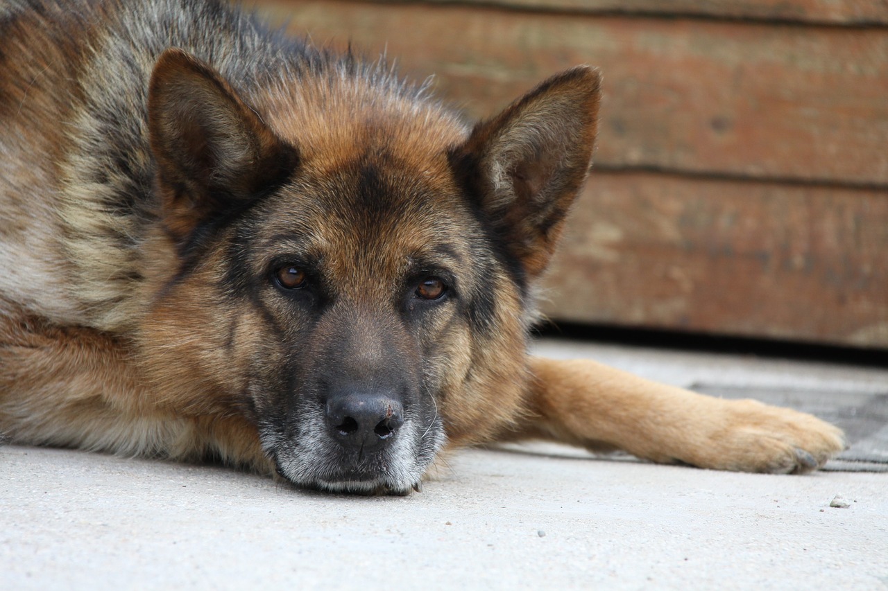 dog canido pet free photo