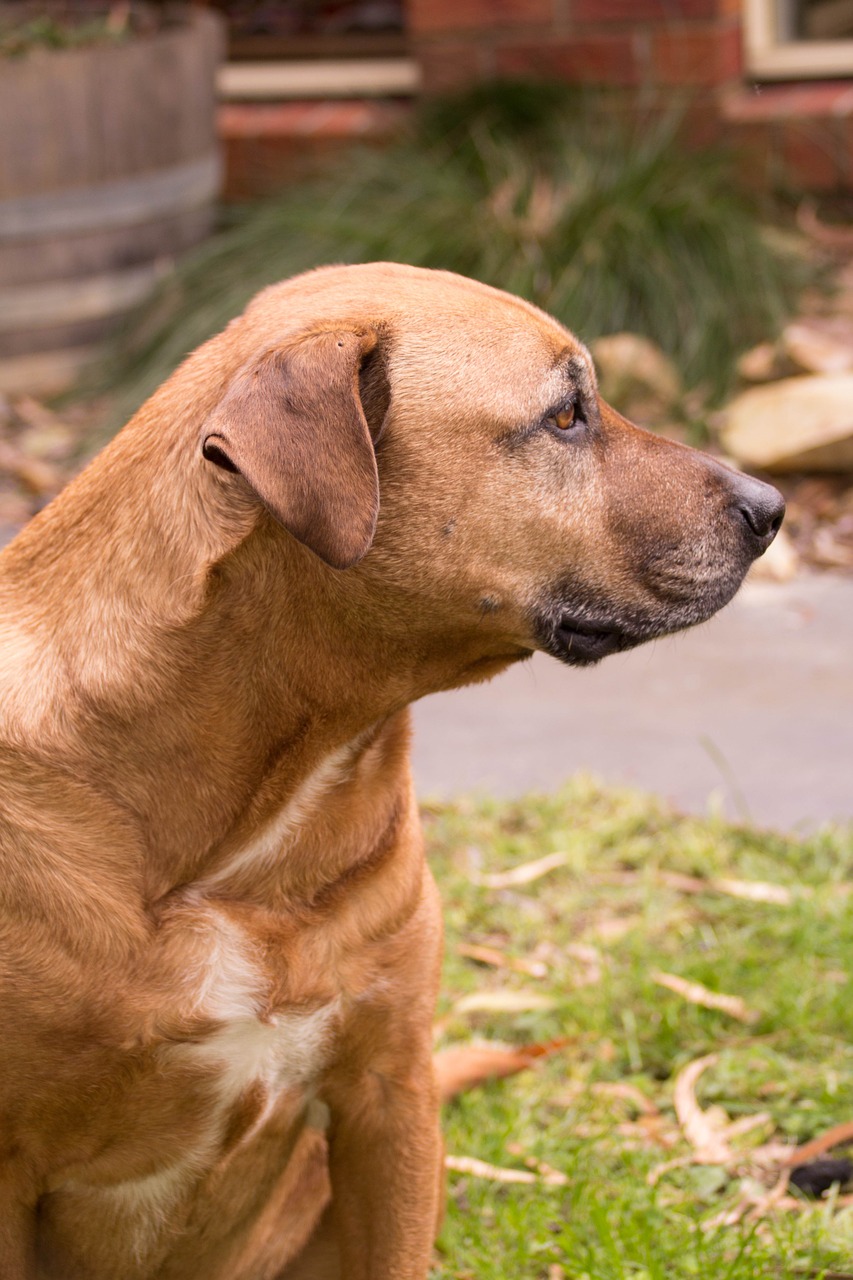 dog brown staffy free photo