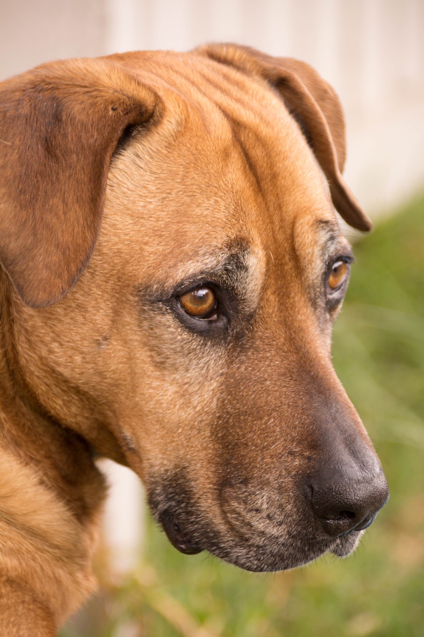 dog looking brown free photo