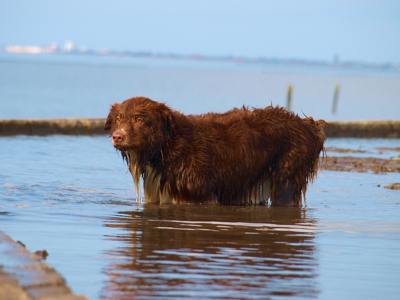 dog water beach free photo