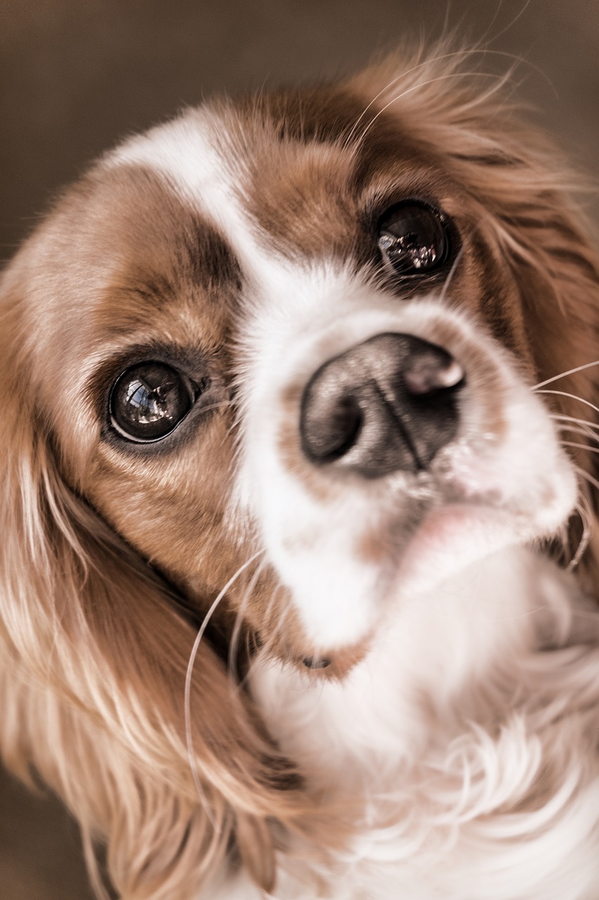 dog cavalier king free photo