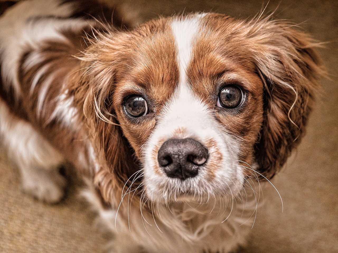 dog puppy eyes free photo