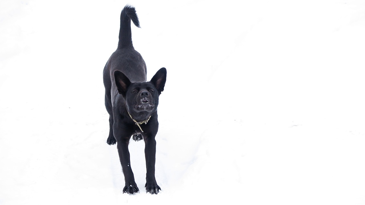 dog black animal free photo