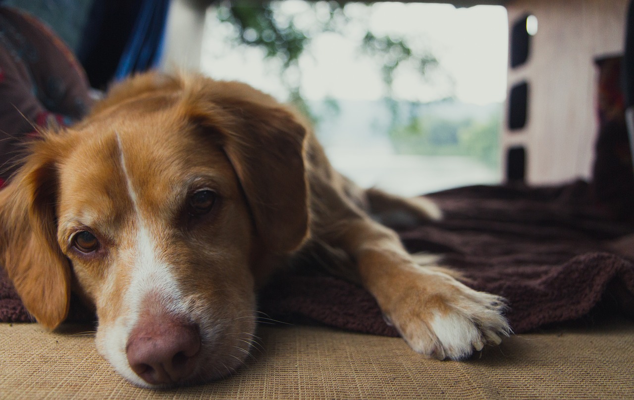 dog face retriever free photo