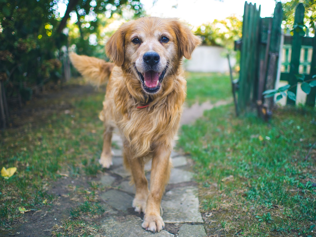 dog happy cute free photo