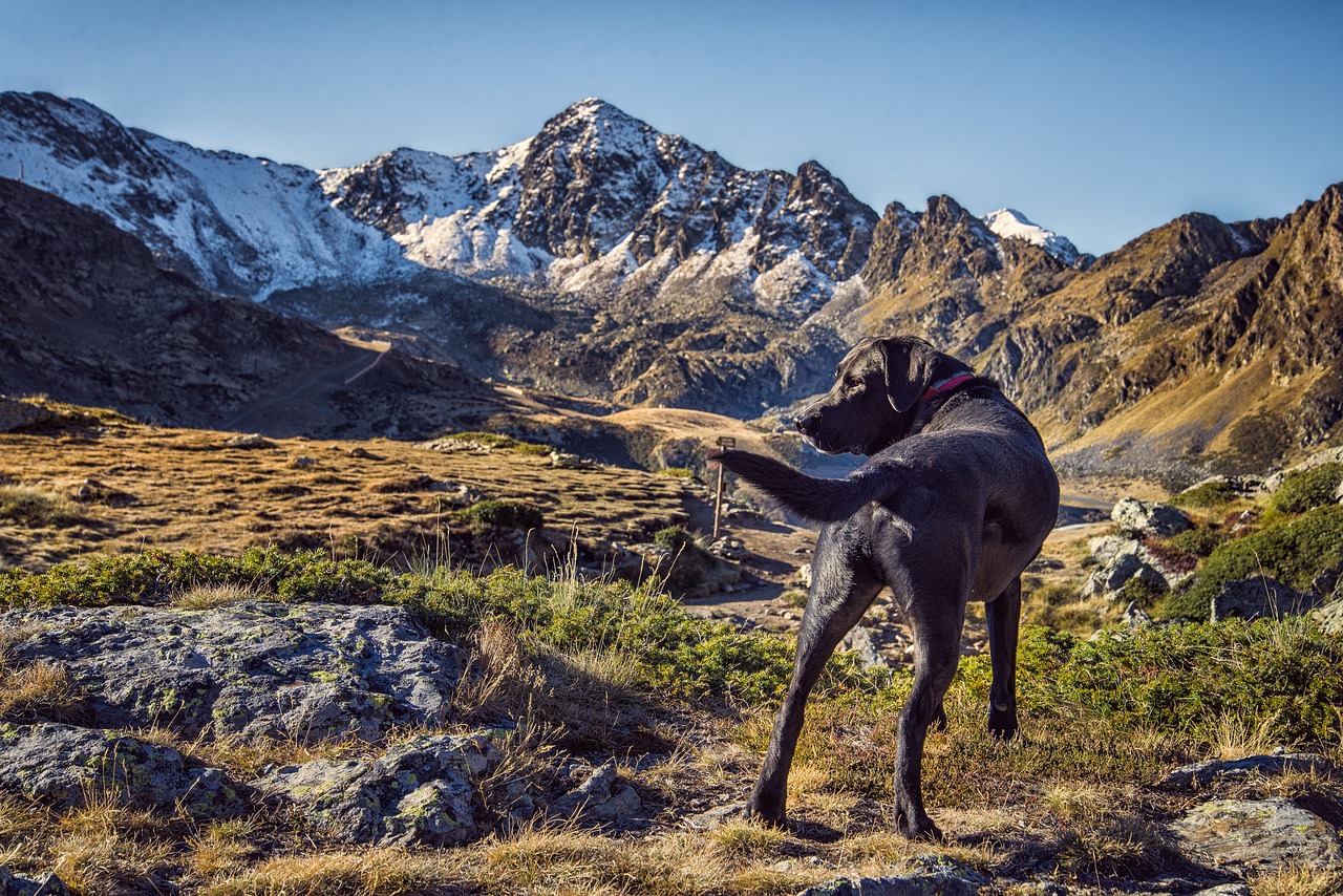 dog animal mountain free photo