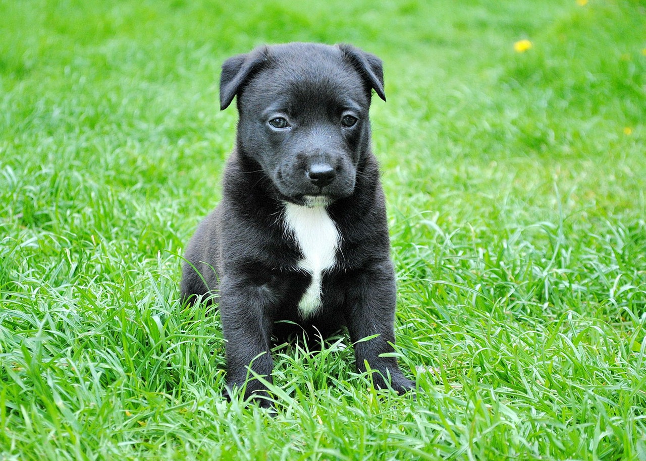 dog young dog puppy free photo