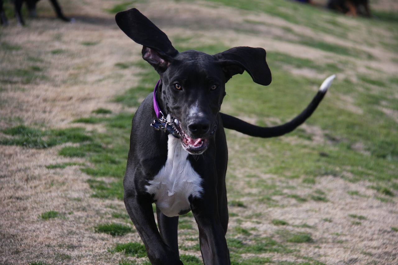 dog great dane ears free photo