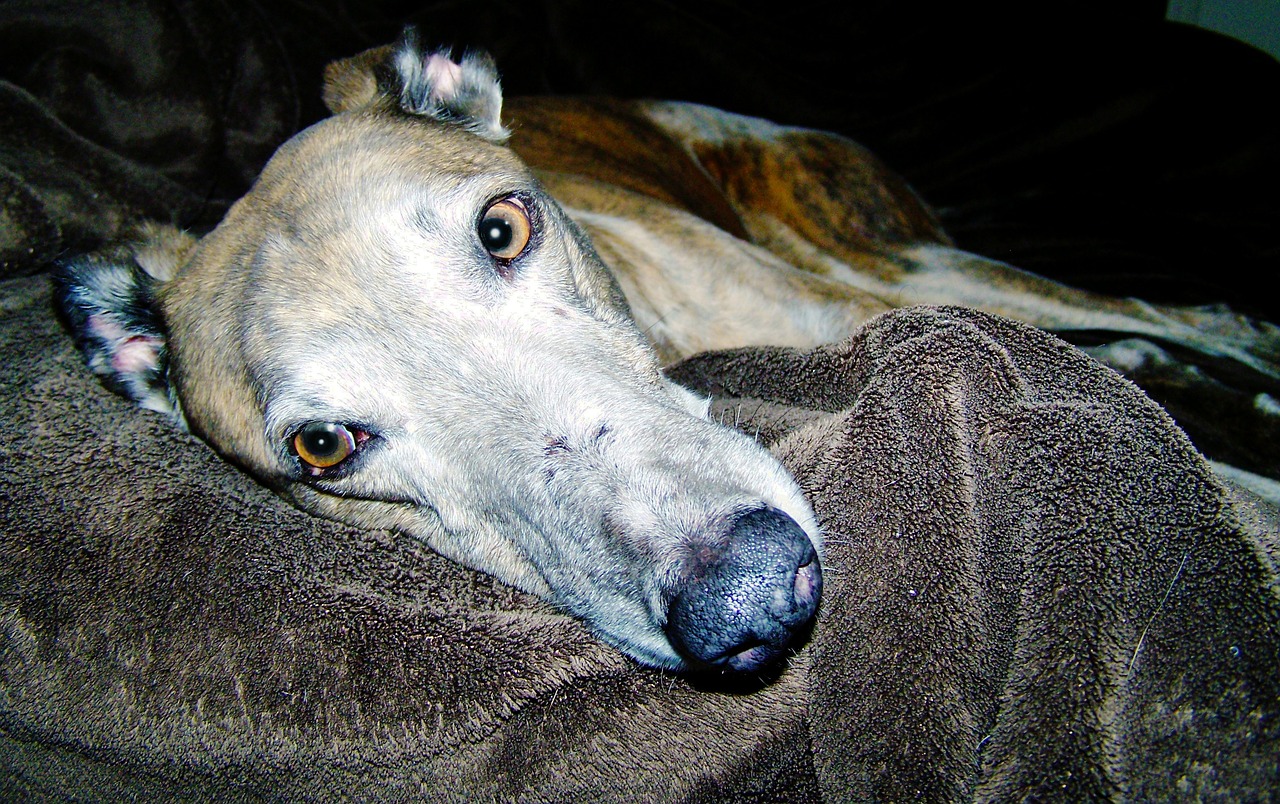 dog animal greyhound free photo