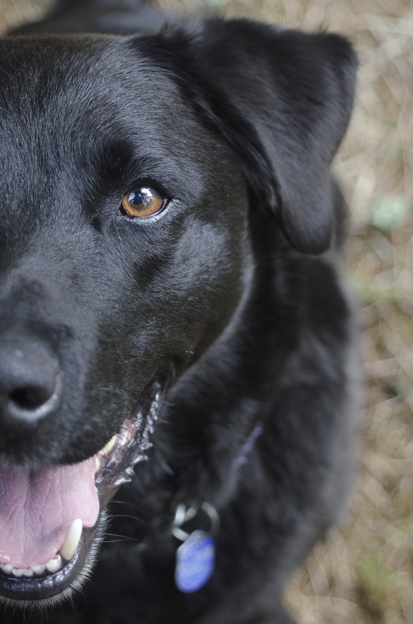 dog black black dog free photo