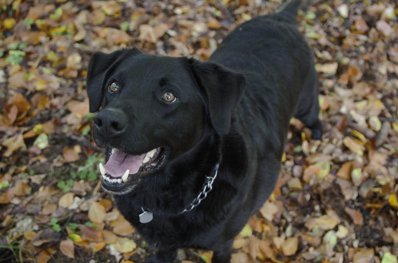 dog black brown eyes free photo