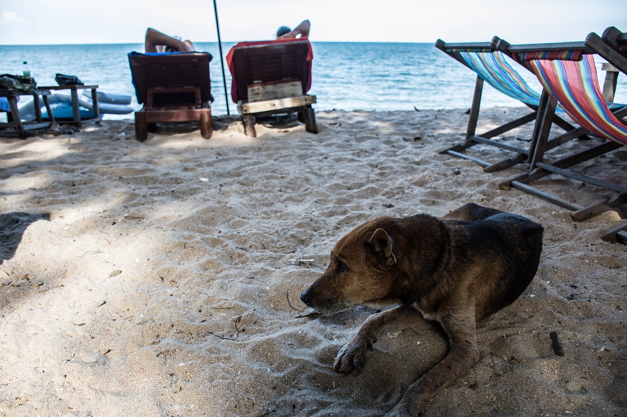 dog sea sky free photo