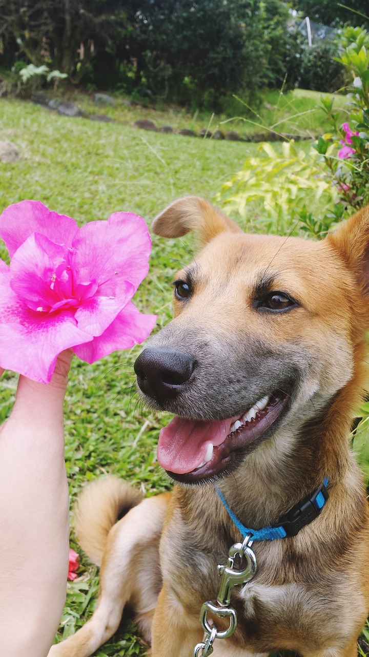 dog flower puppy free photo