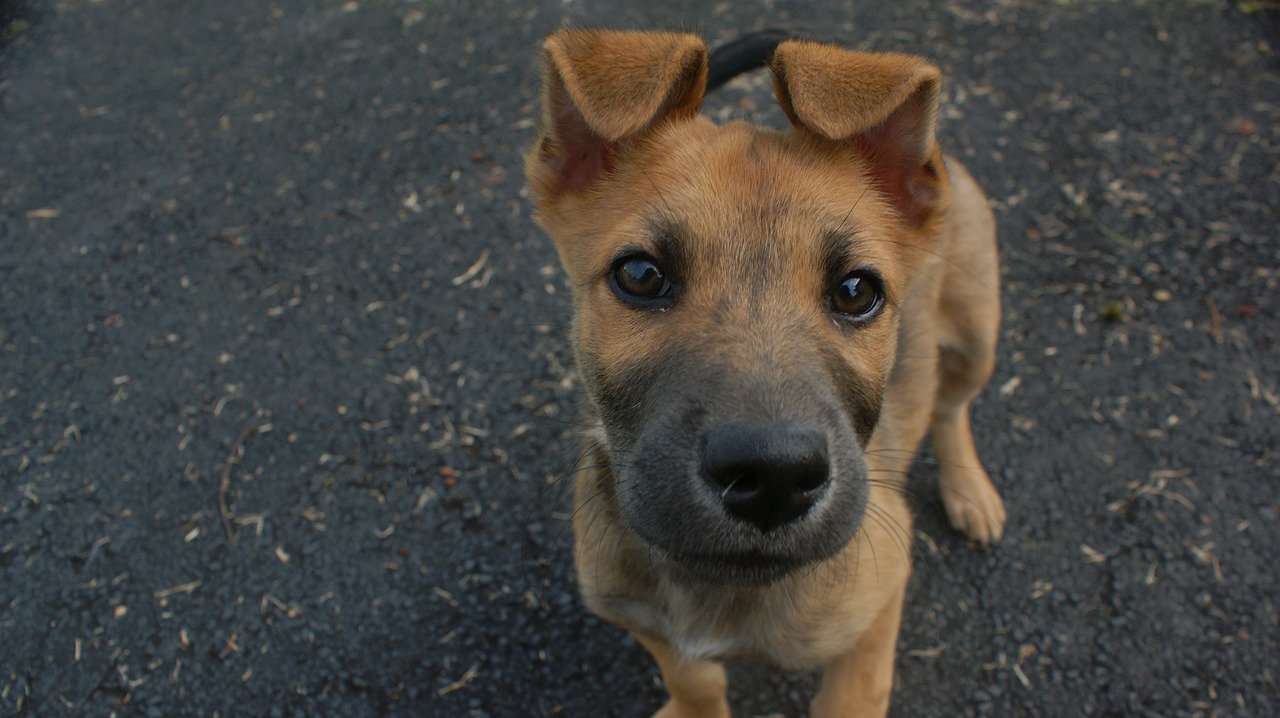 dog curious cute free photo