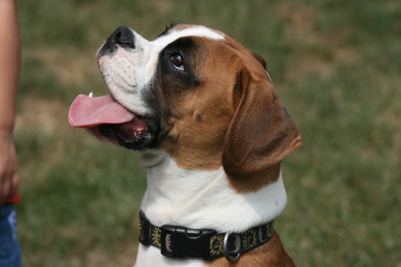 dog pet boxer dog free photo