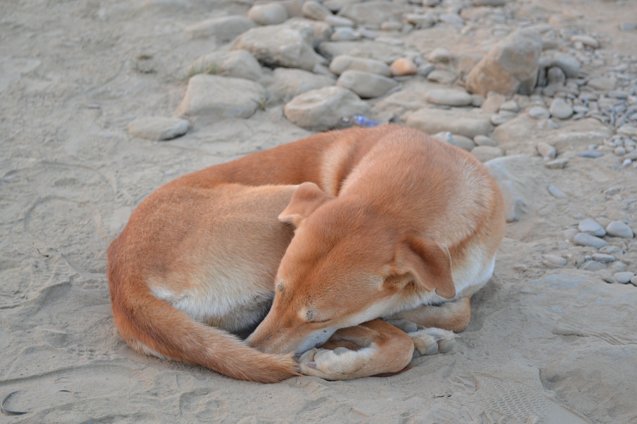 dog nepal sleep free photo