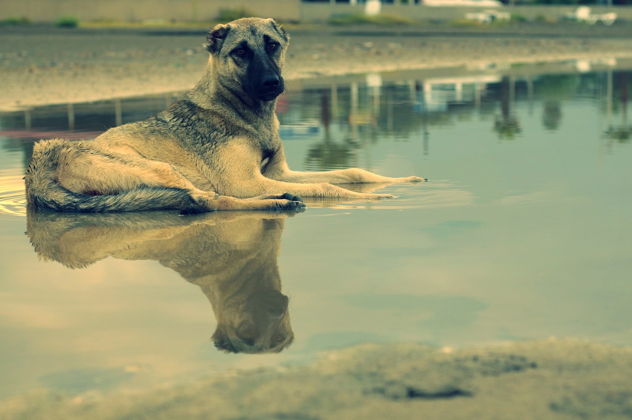 dog reflection water free photo