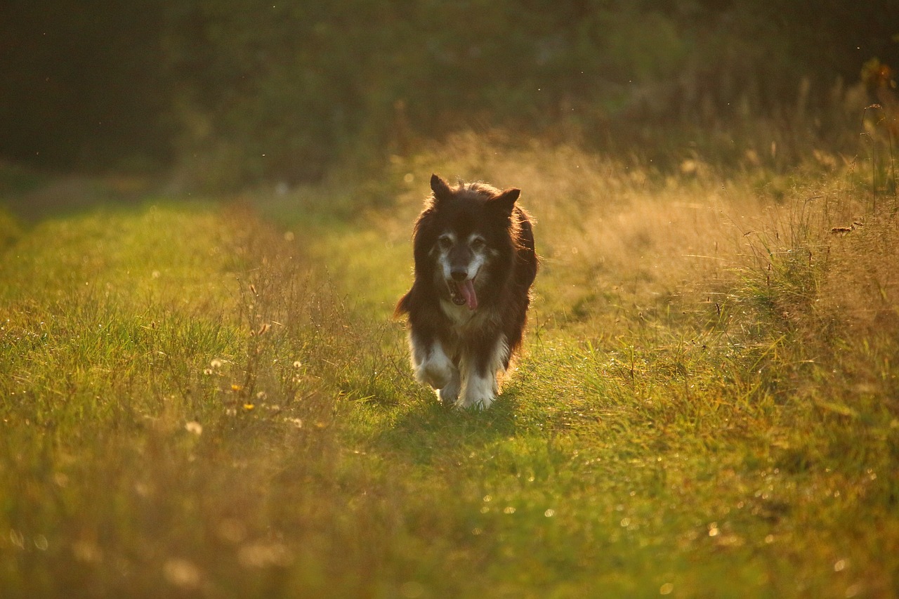 dog autumn nature free photo