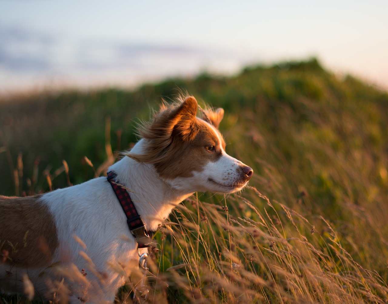 dog sunset cliff beach free photo