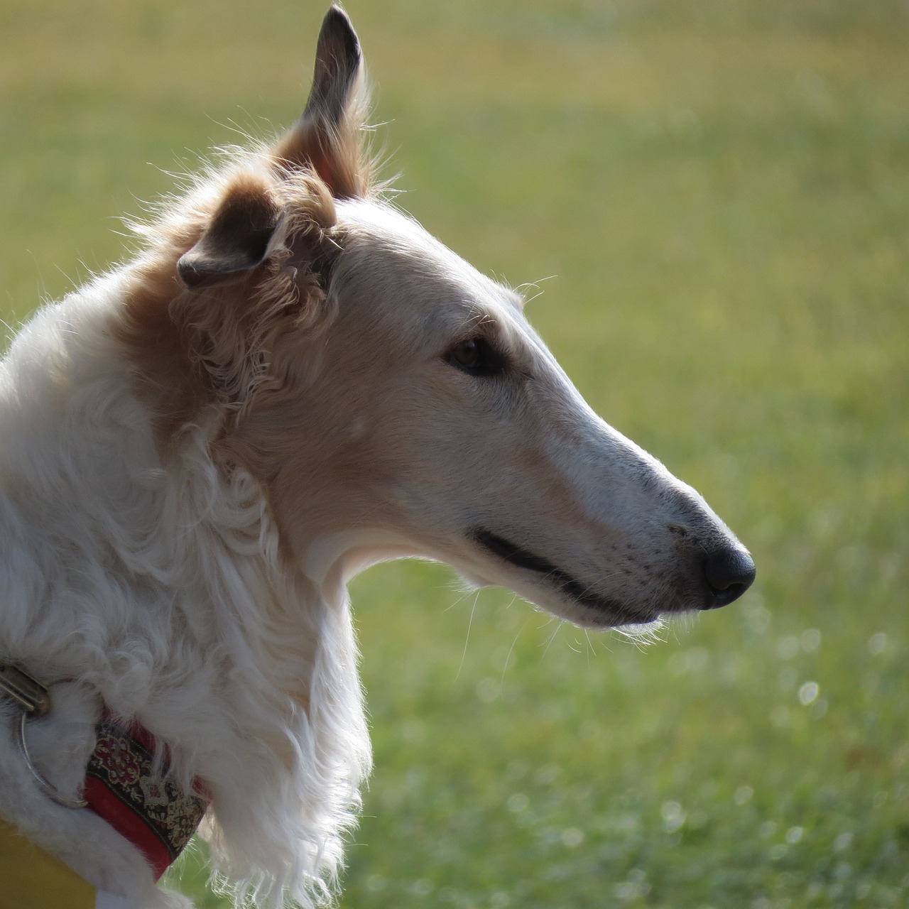 dog pet borzoi free photo