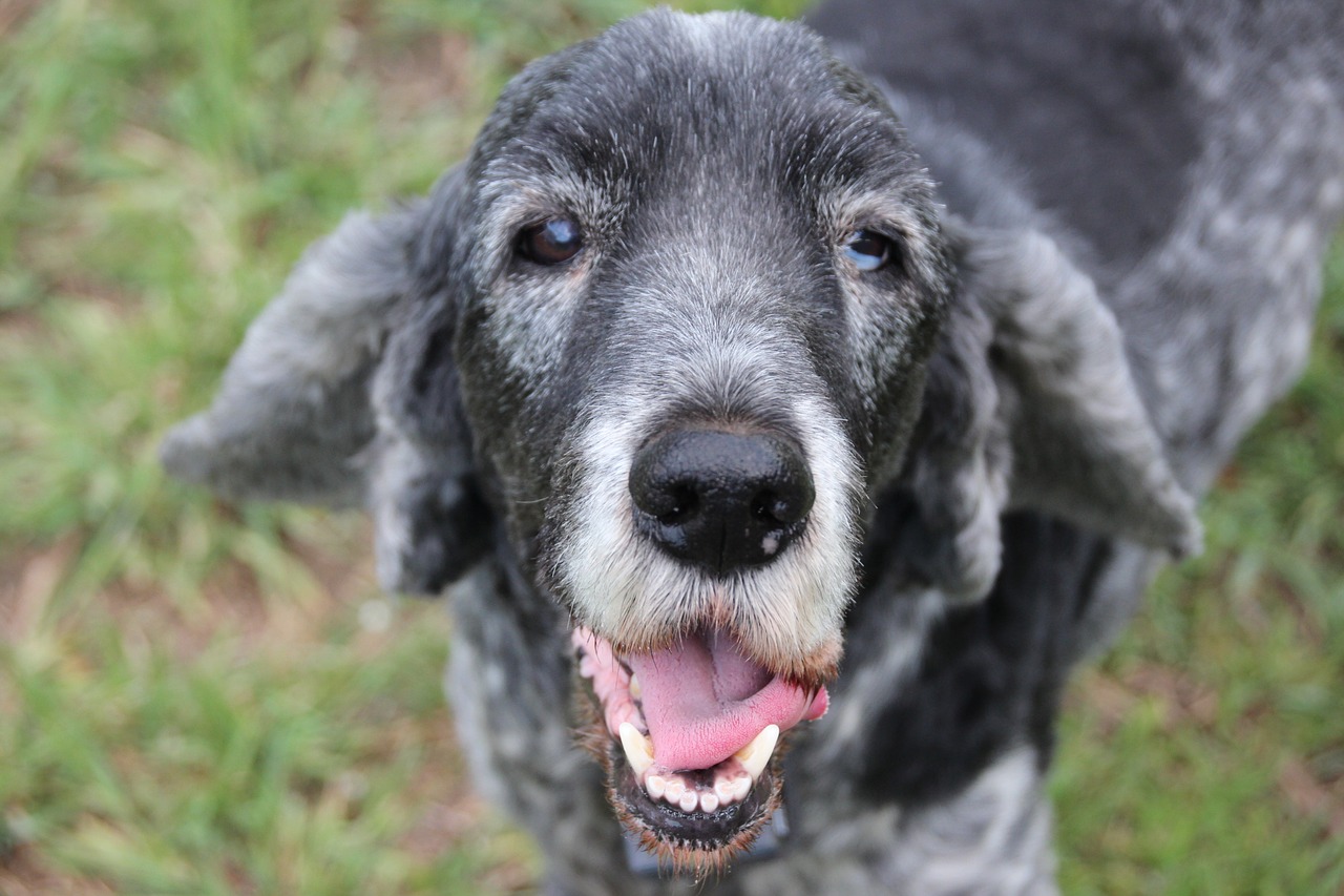 dog old cocker spaniel free photo