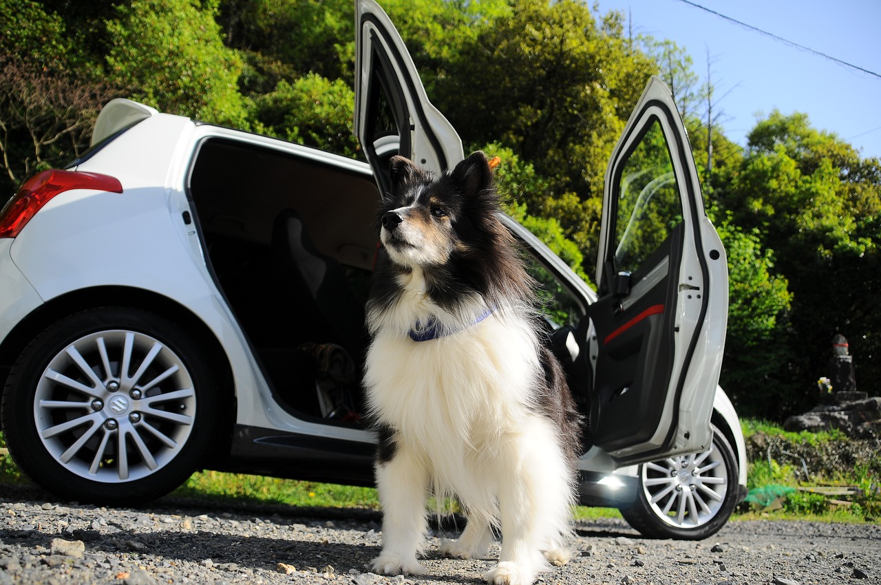 dog car the magnificent free photo