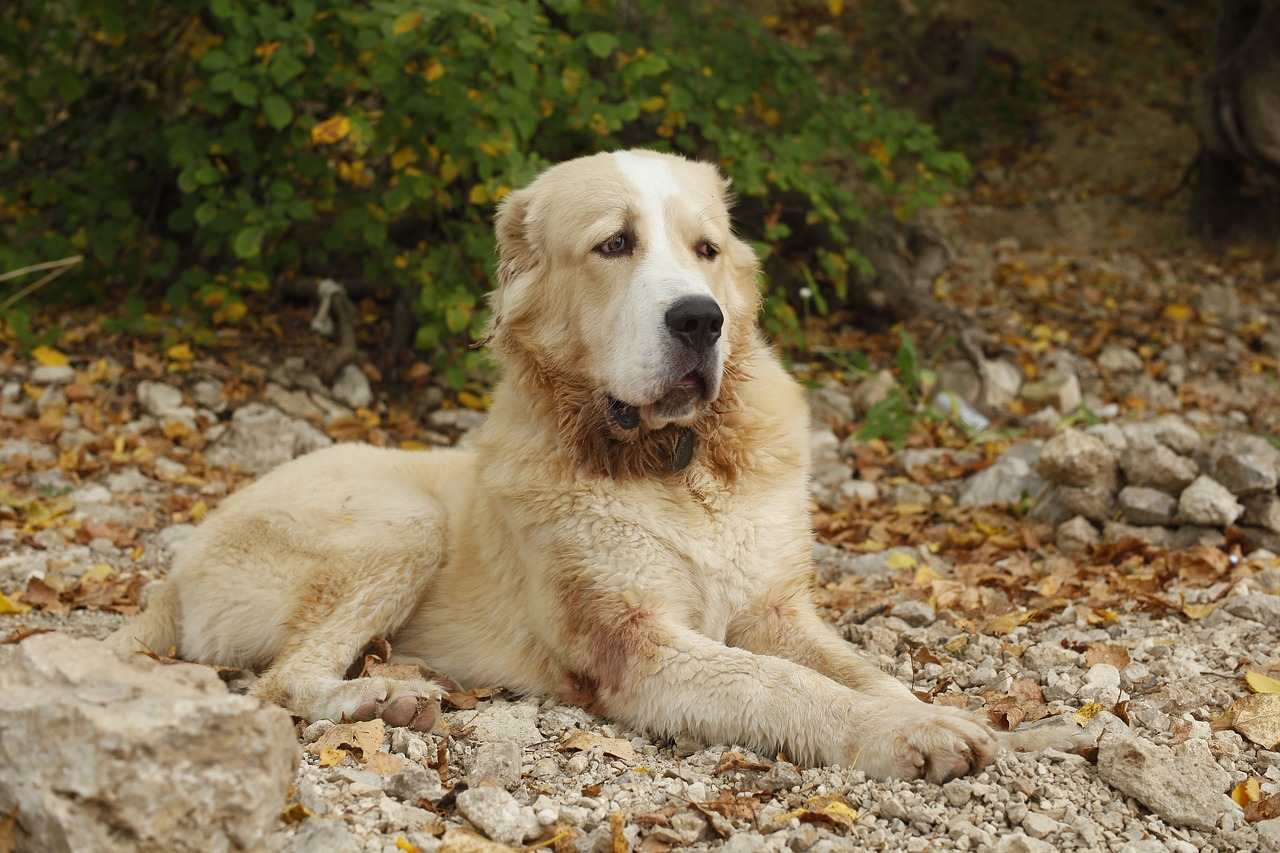 dog alabai central asian shepherd dog free photo