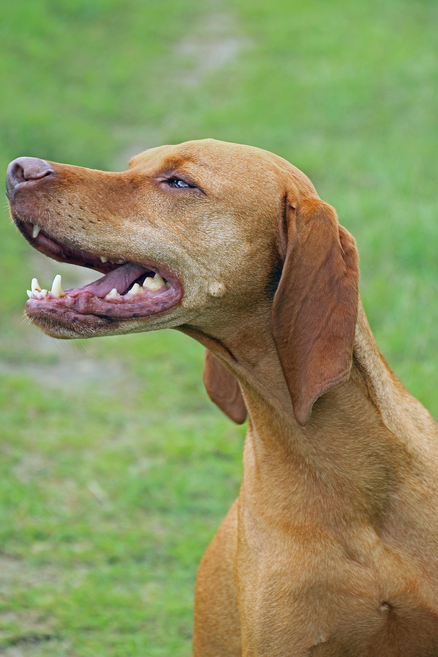 dog beautiful vizsla free photo