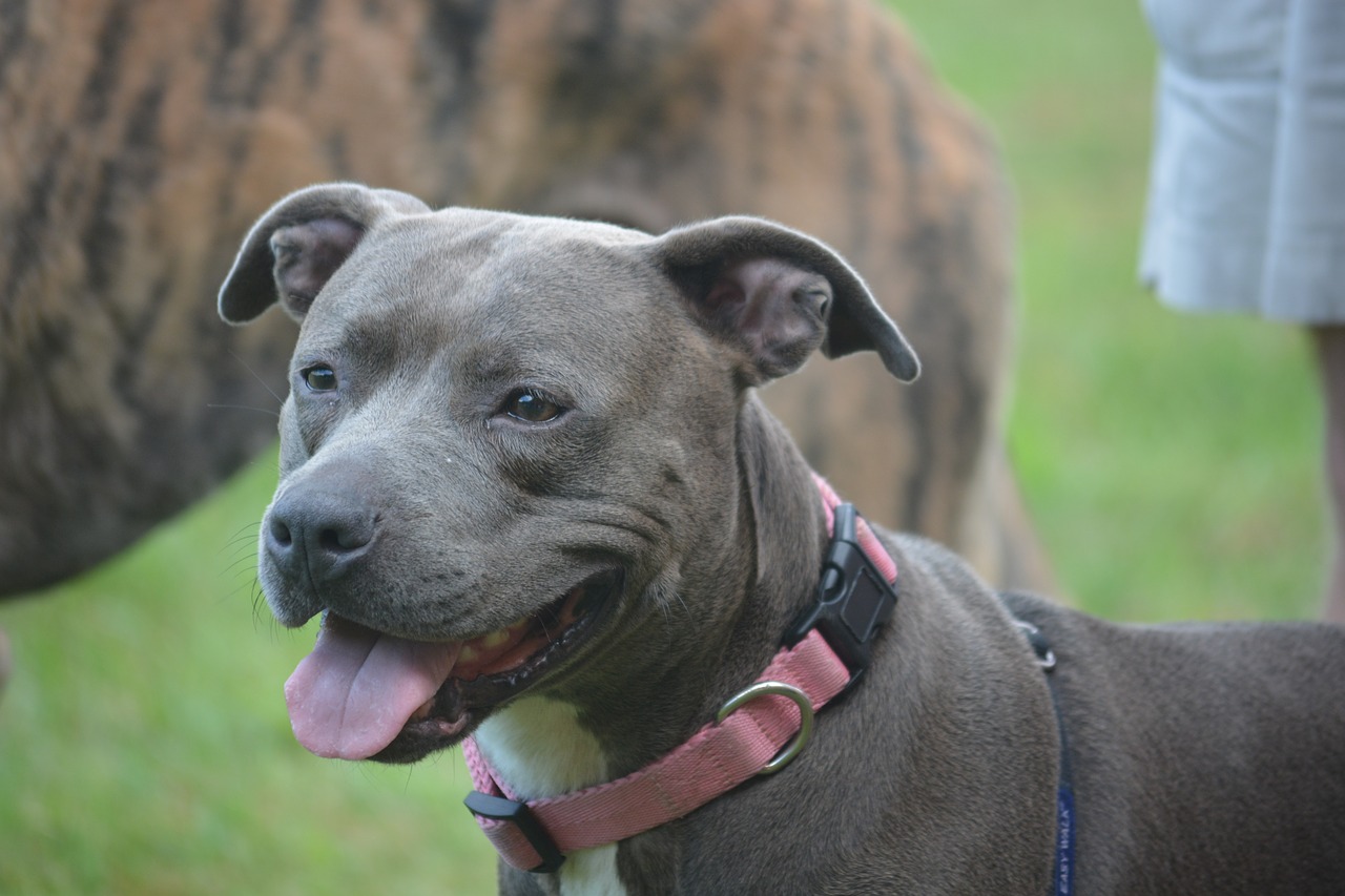 dog pit bull canine free photo