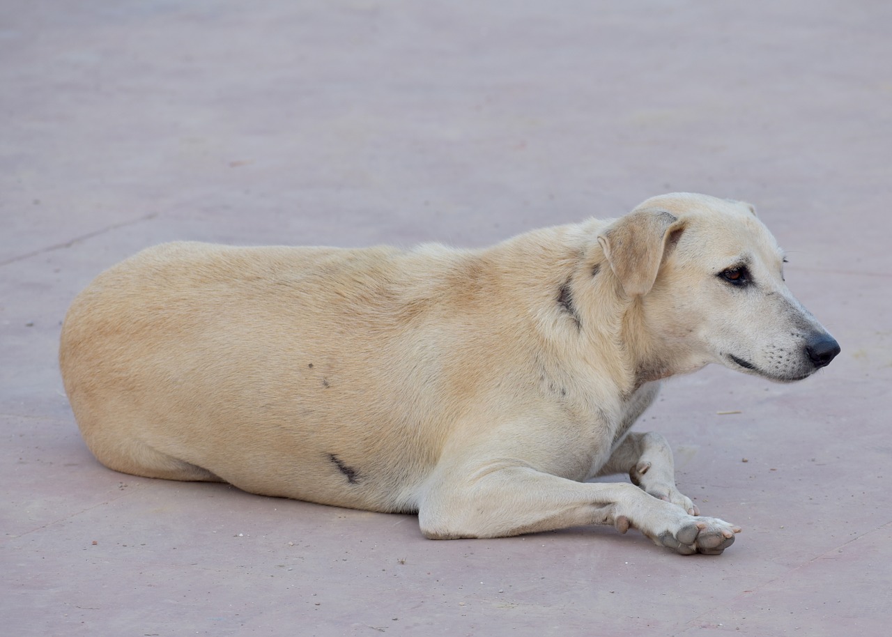 dog street dog white free photo