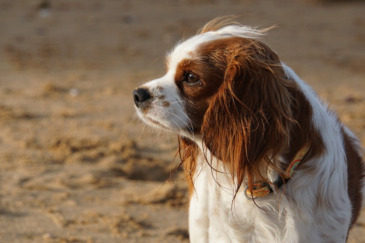 dog cavalier king charles cute free photo