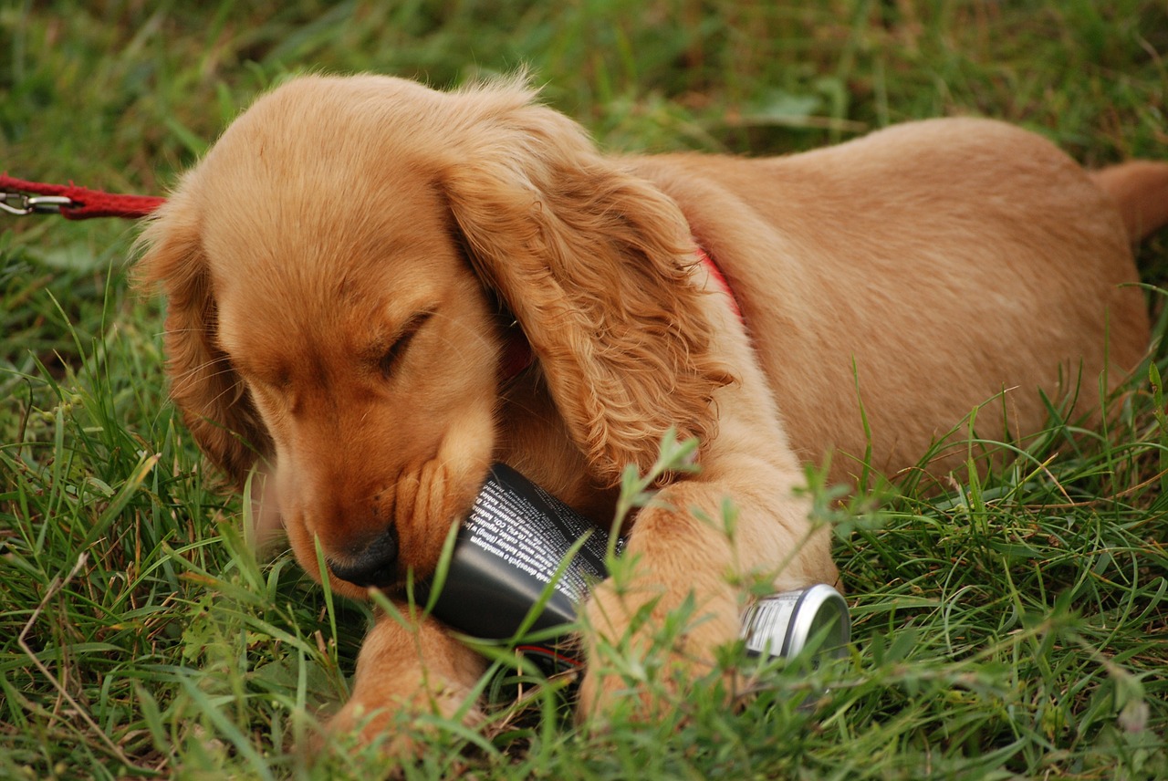 dog spaniel puppy free photo