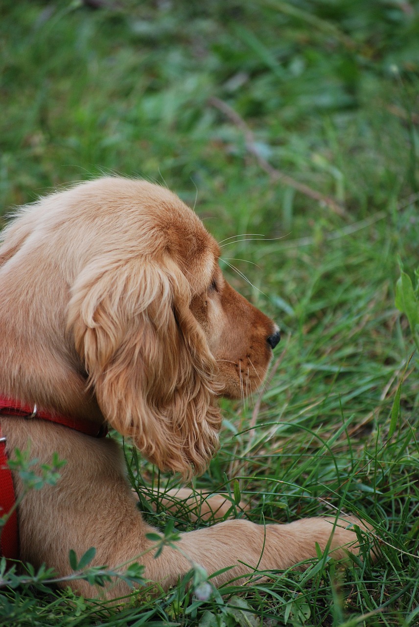 dog spaniel puppy free photo