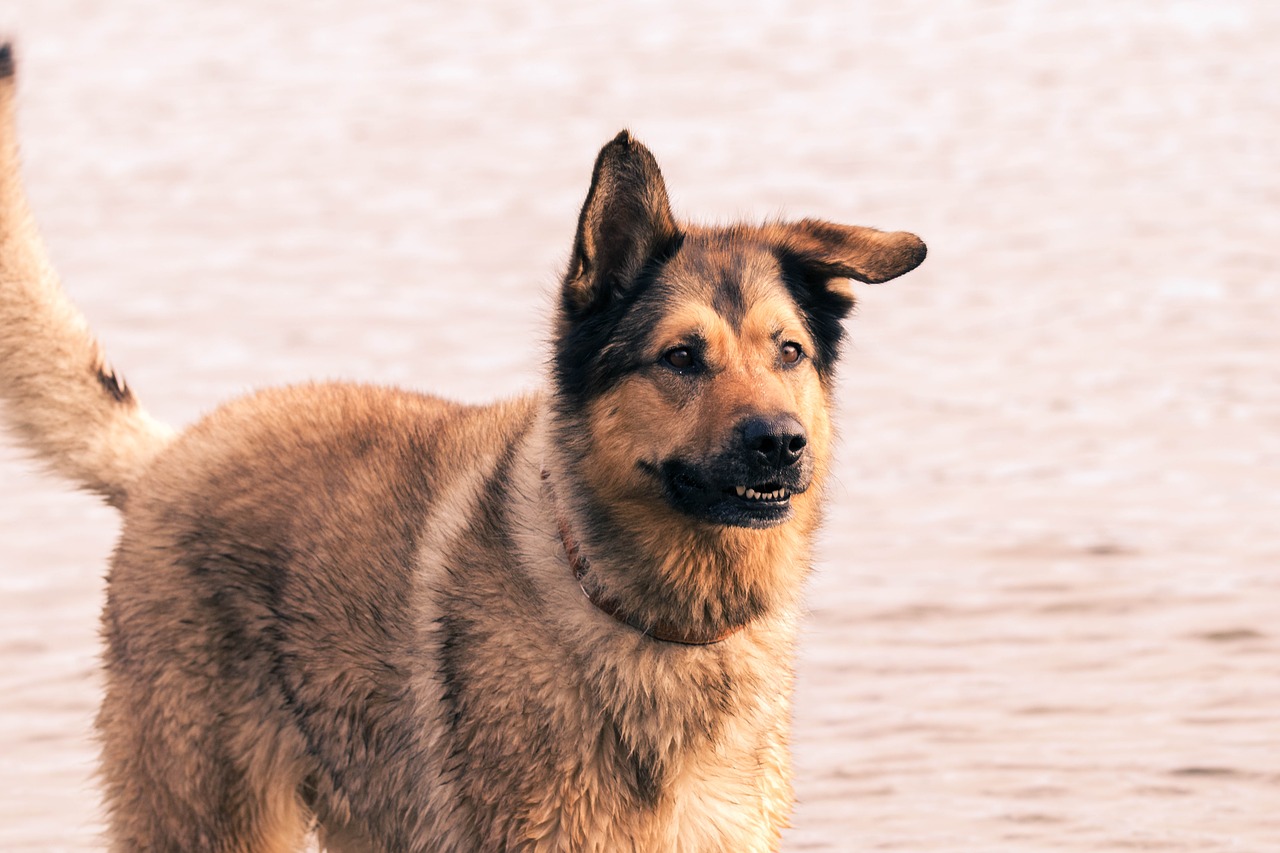 dog water wet free photo