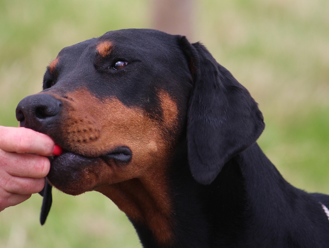 dog doberman head free photo